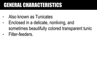 GENERAL CHARACTERISTICS

- Also known as Tunicates
- Enclosed in a delicate, nonliving, and
  sometimes beautifully colored transparent tunic
- Filter-feeders.
 