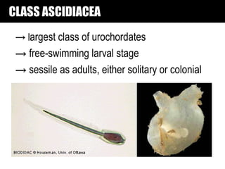 CLASS ASCIDIACEA
 → largest class of urochordates
 → free-swimming larval stage
 → sessile as adults, either solitary or colonial
 