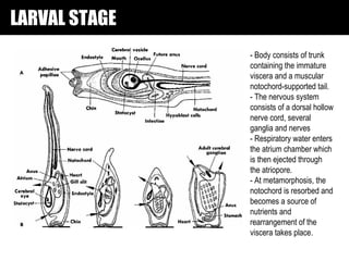 LARVAL STAGE
               - Body consists of trunk
               containing the immature
               viscera and a muscular
               notochord-supported tail.
               - The nervous system
               consists of a dorsal hollow
               nerve cord, several
               ganglia and nerves
               - Respiratory water enters
               the atrium chamber which
               is then ejected through
               the atriopore.
               - At metamorphosis, the
               notochord is resorbed and
               becomes a source of
               nutrients and
               rearrangement of the
               viscera takes place.
 