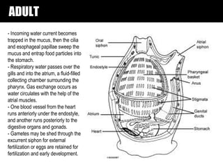 ADULT
- Incoming water current becomes
trapped in the mucus, then the cilia
and esophageal papillae sweep the
mucus and entrap food particles into
the stomach.
- Respiratory water passes over the
gills and into the atrium, a fluid-filled
collecting chamber surrounding the
pharynx. Gas exchange occurs as
water circulates with the help of the
atrial muscles.
- One blood vessel from the heart
runs anteriorly under the endostyle,
and another runs posteriorly to the
digestive organs and gonads.
- Gametes may be shed through the
excurrent siphon for external
fertilization or eggs are retained for
fertilization and early development.
 