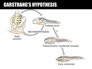 GARSTRANG’S HYPOTHESIS
 
