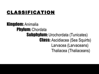 CLASSIFICATION

Kingdom: Animalia

    UROCHORDATA
     Phylum: Chordata
          Subphylum: Urochordata (Tunicates)
                  Class: Ascidiacea (Sea Squirts)
       Anatomy of the Sea Squirt
                         Larvacea (Larvaceans)
                         Thaliacea (Thaliaceans)
 