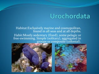 Urochordata