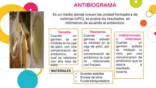 ANTIBIOGRAMA
Es un medio donde crecen las unidad formadora de
colonias (UFC), se evalúa los resultados en
milímetros de acuerdo al antibiótico.
◎Sensible.
Cuando un
germen se ve
inhibido en la caja
de petri, con una
concentración de
antibiótico, la
cual se relaciona
con alta tasa de
éxito.
◎Resistente.
Cuando un
germen aislado
es inhibido en la
caja de petri, por
una
concentración de
antibiótico la cual
es relacionada
con fracaso.
◎Indeterminado
o intermedio.
Cuando un
germen aislado
es inhibido in
vitro por una
concentración de
antibiótico que se
asocia a
resultado
incierto.MATERIALES
• Guantes estériles
• Envase de orina
• Funda transportadora
 