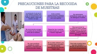 PRECAUCIONES PARA LA RECOGIDA
DE MUESTRAS
La extracción ha de ser lo
más aséptica posible para
evitar la contaminación con
la flora vaginal, rectal, las
manos o la ropa.
Evitar posibles
contaminaciones mediante
una minuciosa preparación
de la zona genital
No administrar
antibióticos hasta que no
se obtenga la muestra.
Se recomienda recoger
la muestra de la primera
orina de la mañana.
Desechar las muestras
contaminadas por heces
o fluidos vaginales.
Hay que enviar la
muestra lo antes posible
al laboratorio y, si no es
posible, conservarla en
nevera a 4 ºC no más de
24 horas.
No usar povidona
yodada en recién
nacidos o neonatos de
menos de seis meses
No se debe obtener una
muestra para urocultivo
de las bolsas
recolectoras de orina en
ningún caso.
Que toda muestra tiene
que ser rotulada y
llevada al laboratorio con
su funda transportadora
 