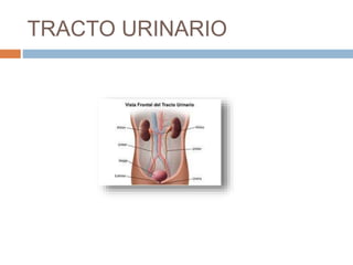 TRACTO URINARIO
 