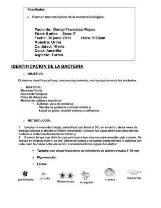 Resultados:

            Examen macroscópico de la muestra biológica:



                 Paciente: Donají Francisco Reyes
                 Edad: 6 años Sexo: F
                 Fecha: 06 junio 2011     Hora: 9:20am
                 Muestra: Orina
                 Cantidad: 10 mls
                 Color: Amarillo
                 Aspecto: Turbio


IDENTIFICACION DE LA BACTERIA
      o   OBJETIVO:

  El alumno identifica cultivos, macroscópicamente, microscópicamente las bacterias.

    o MATERIAL:
    Mechero Fisher
    Asa bacteriológica
    Pinza de diseccion
    Medios de cultivo y reactivos:
             Goteros: Azul de metileno,
                 Violeta de gentacia o cristal violeta o
                 Lugol de gram, alcohol cetona, y safranina.


      o   METODOLOGÍA:

   1. Limpiar la mesa de trabajo, esterilizar con fenol al 5%, en el centro de la mesa de
   trabajo colocar el mechero Fisher encendido. Colocar las cajas petri que contiene los
   cultivos a distancia del mechero Fisher y
   2. Cuando tenga que abrir la caja petri para leer macroscópicamente cada colonia. Se
   realiza en el área estéril, se lee: Observan todas y se toman como mínimo 4 colonias (en
   este caso haremos solo una serie); considerando los siguientes datos:

                 Tamaño: son desde fracciones de milímetros de diámetro hasta 5-10 mm.

                 Pigmentación

                 Forma:
 
