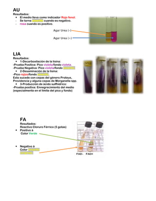 AU
Resultados:
  El medio lleva como indicador Rojo fenol.
 - Se torna amarillo cuando es negativo.
 - rosa cuando es positivo.

                             Agar Urea (-)

                             Agar Urea (+)




LIA
Resultados:
   1-Decarboxilación de la lisina:
-Prueba Positiva: Pico violeta/fondo violeta.
-Prueba Negativa: Pico violeta/fondo amarillo.
   2-Desaminación de la lisina:
-Pico rojizo/fondo amarillo.
Esto sucede con cepas del género Proteus,
Providencia y alguna cepas de Morganella spp.
   3-Producción de ácido sulfhídrico:
-Prueba positiva: Ennegrecimiento del medio
(especialmente en el límite del pico y fondo)




     FA
     Resultados:
     Reactivo Cloruro Férrico (5 gotas)
    Positivo à
     Color Verde



    Negativo à
     Color Amarillo
     (original).
 