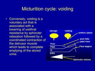 Micturition cycle: voiding <ul><li>Conversely, voiding is a voluntary act that is associated with a lowering of urethral r...