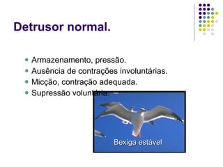 Detrusor normal. Armazenamento, pressão. Ausência de contrações involuntárias. Micção, contração adequada. Supressão voluntária. Bexiga estável 