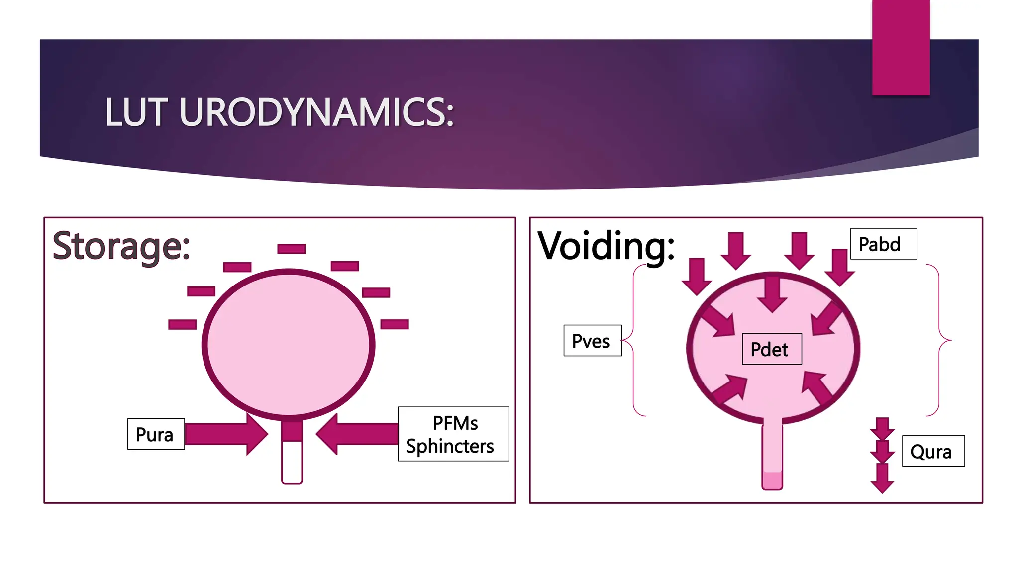 LUT URODYNAMICS:
Voiding:
Pdet
Pabd
Pves
Qura
PFMs
Sphincters
Pura
 