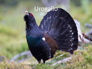 Urogallo
