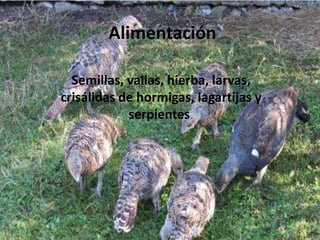Alimentación
Semillas, vallas, hierba, larvas,
crisálidas de hormigas, lagartijas y
serpientes.