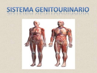 Sistema genitourinario 