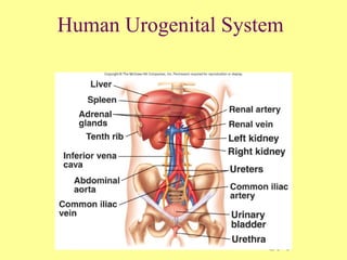 26-1
Human Urogenital System
 