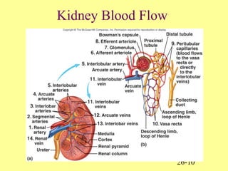 26-10
Kidney Blood Flow
 