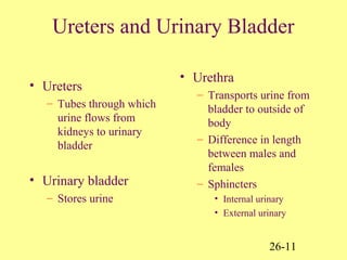 26-11
Ureters and Urinary Bladder
• Ureters
– Tubes through which
urine flows from
kidneys to urinary
bladder
• Urinary bladder
– Stores urine
• Urethra
– Transports urine from
bladder to outside of
body
– Difference in length
between males and
females
– Sphincters
• Internal urinary
• External urinary
 