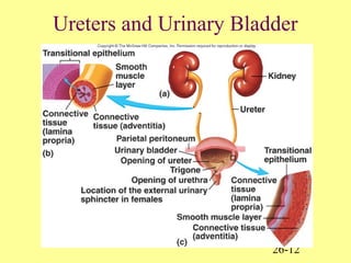 26-12
Ureters and Urinary Bladder
 