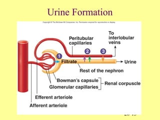 26-13
Urine Formation
 
