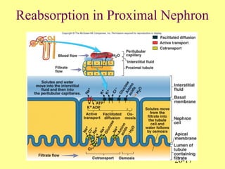 26-17
Reabsorption in Proximal Nephron
 