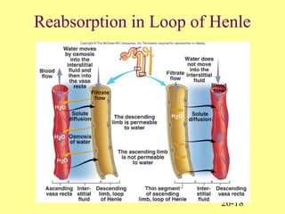 26-18
Reabsorption in Loop of Henle
 