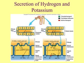 26-21
Secretion of Hydrogen and
Potassium
 