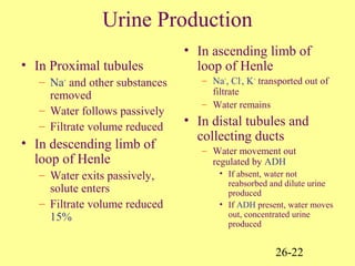 26-22
Urine Production
• In Proximal tubules
– Na+
and other substances
removed
– Water follows passively
– Filtrate volume reduced
• In descending limb of
loop of Henle
– Water exits passively,
solute enters
– Filtrate volume reduced
15%
• In ascending limb of
loop of Henle
– Na+
, Cl-
, K+
transported out of
filtrate
– Water remains
• In distal tubules and
collecting ducts
– Water movement out
regulated by ADH
• If absent, water not
reabsorbed and dilute urine
produced
• If ADH present, water moves
out, concentrated urine
produced
 
