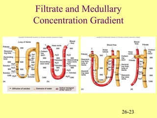 26-23
Filtrate and Medullary
Concentration Gradient
 