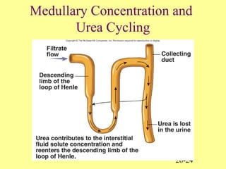 26-24
Medullary Concentration and
Urea Cycling
 