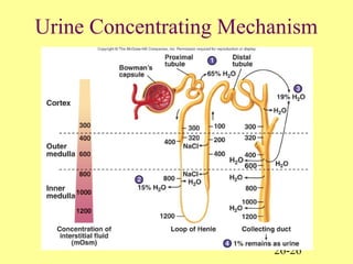 26-26
Urine Concentrating Mechanism
 