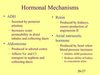 26-27
Hormonal Mechanisms
• ADH
– Secreted by posterior
pituitary
– Increases water
permeability in distal
tubules and collecting ducts
• Aldosterone
– Produced in adrenal cortex
– Affects Na+
and Cl-
transport in nephron and
collecting ducts
• Renin
– Produced by kidneys,
causes production of
angiotensin II
• Atrial natriuretic
hormone
– Produced by heart when
blood pressure increases
• Inhibits ADH production
• Reduces ability of kidney
to concentrate urine
 