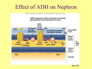 26-28
Effect of ADH on Nephron
 