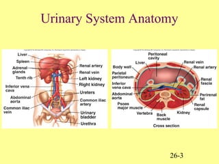 26-3
Urinary System Anatomy
 