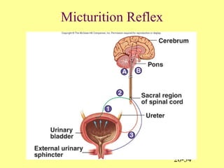 26-34
Micturition Reflex
 
