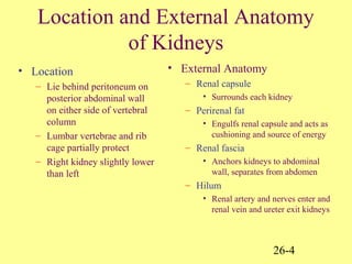 26-4
Location and External Anatomy
of Kidneys
• Location
– Lie behind peritoneum on
posterior abdominal wall
on either side of vertebral
column
– Lumbar vertebrae and rib
cage partially protect
– Right kidney slightly lower
than left
• External Anatomy
– Renal capsule
• Surrounds each kidney
– Perirenal fat
• Engulfs renal capsule and acts as
cushioning and source of energy
– Renal fascia
• Anchors kidneys to abdominal
wall, separates from abdomen
– Hilum
• Renal artery and nerves enter and
renal vein and ureter exit kidneys
 