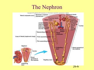 26-6
The Nephron
 