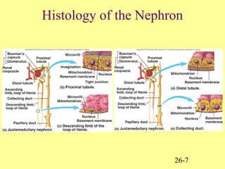 26-7
Histology of the Nephron
 