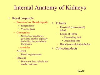 26-8
Internal Anatomy of Kidneys
• Renal corpuscle
– Bowman’s or Renal capsule
• Parietal layer
• Visceral layer
– Glomerulus
• Network of capillaries
goes into another capillary
bed called the peritubular
Capillaries
- Arterioles
– Afferent
• Blood to glomerulus
– Efferent
• Drains not into veinule but
another arteriole
• Tubules
– Proximal (convoluted)
tubule
– Loops of Henle
• Descending limb
• Ascending limb
– Distal (convoluted) tubules
• Collecting ducts
 
