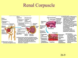 26-9
Renal Corpuscle
 