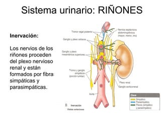Sistema urinario: RIÑONES Inervación: Los nervios de los riñones proceden del plexo nervioso renal y están formados por fibras simpáticas y parasimpáticas. 