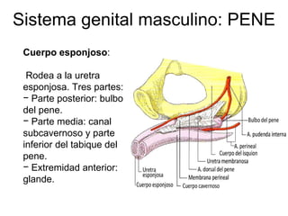 Sistema genital masculino: PENE Cuerpo esponjoso : Rodea a la uretra esponjosa. Tres partes:  Parte posterior: bulbo del pene. Parte media: canal subcavernoso y parte inferior del tabique del pene. Extremidad anterior: glande.  