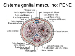 Sistema genital masculino: PENE 