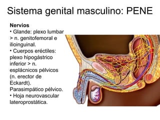 Sistema genital masculino: PENE Nervios   Glande: plexo lumbar > n. genitofemoral e ilioinguinal. Cuerpos eréctiles: plexo hipogástrico inferior > n. esplácnicos pélvicos (n. erector de Eckardt). Parasimpático pélvico. Hoja neurovascular lateroprostática. 