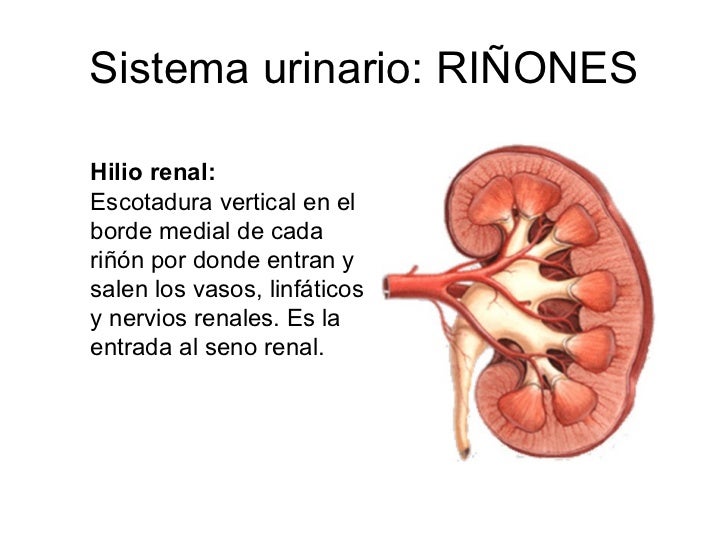 Urogenital.ppt copia