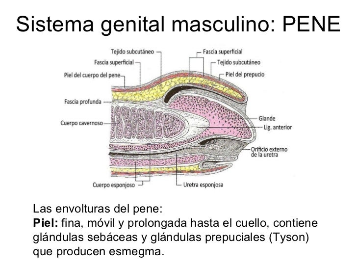 Urogenital.ppt copia Urogenital.ppt copia