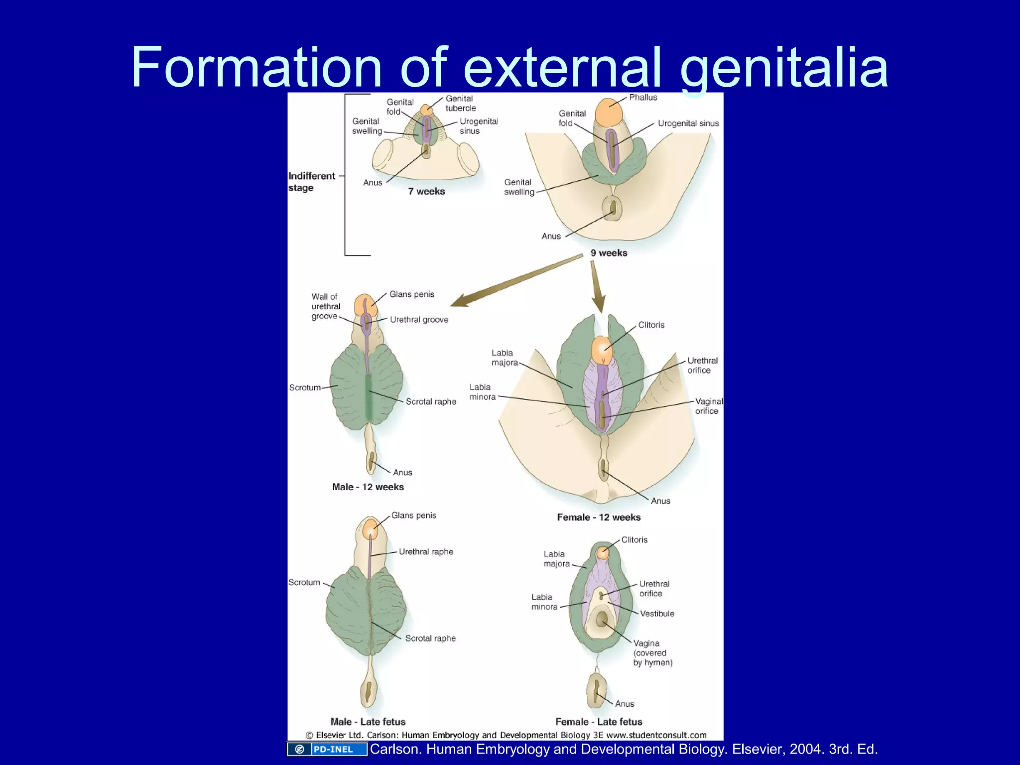 urogenital-embryology-ppt