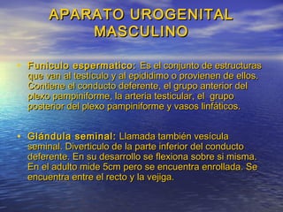 APARATO UROGENITALAPARATO UROGENITAL
MASCULINOMASCULINO
• Funiculo espermatico:Funiculo espermatico: Es el conjunto de estructurasEs el conjunto de estructuras
que van al testículo y al epididimo o provienen de ellos.que van al testículo y al epididimo o provienen de ellos.
Contiene el conducto deferente, el grupo anterior delContiene el conducto deferente, el grupo anterior del
plexo pampiniforme, la arteria testicular, el grupoplexo pampiniforme, la arteria testicular, el grupo
posterior del plexo pampiniforme y vasos linfáticos.posterior del plexo pampiniforme y vasos linfáticos.
• Glándula seminal:Glándula seminal: Llamada también vesículaLlamada también vesícula
seminal. Diverticulo de la parte inferior del conductoseminal. Diverticulo de la parte inferior del conducto
deferente. En su desarrollo se flexiona sobre si misma.deferente. En su desarrollo se flexiona sobre si misma.
En el adulto mide 5cm pero se encuentra enrollada. SeEn el adulto mide 5cm pero se encuentra enrollada. Se
encuentra entre el recto y la vejiga.encuentra entre el recto y la vejiga.
 