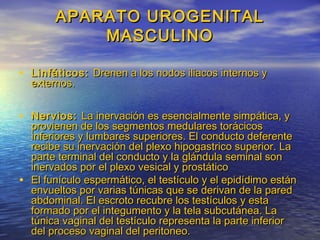 APARATO UROGENITALAPARATO UROGENITAL
MASCULINOMASCULINO
• Linfáticos:Linfáticos: Drenen a los nodos iliacos internos yDrenen a los nodos iliacos internos y
externos.externos.
• Nervios:Nervios: La inervación es esencialmente simpática, yLa inervación es esencialmente simpática, y
provienen de los segmentos medulares torácicosprovienen de los segmentos medulares torácicos
inferiores y lumbares superiores. El conducto deferenteinferiores y lumbares superiores. El conducto deferente
recibe su inervación del plexo hipogastrico superior. Larecibe su inervación del plexo hipogastrico superior. La
parte terminal del conducto y la glándula seminal sonparte terminal del conducto y la glándula seminal son
inervados por el plexo vesical y prostáticoinervados por el plexo vesical y prostático
• El funículo espermático, el testículo y el epidídimo estánEl funículo espermático, el testículo y el epidídimo están
envueltos por varias túnicas que se derivan de la paredenvueltos por varias túnicas que se derivan de la pared
abdominal. El escroto recubre los testículos y estaabdominal. El escroto recubre los testículos y esta
formado por el integumento y la tela subcutánea. Laformado por el integumento y la tela subcutánea. La
túnica vaginal del testículo representa la parte inferiortúnica vaginal del testículo representa la parte inferior
del proceso vaginal del peritoneo.del proceso vaginal del peritoneo.
 