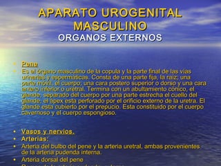 APARATO UROGENITALAPARATO UROGENITAL
MASCULINOMASCULINO
ORGANOS EXTERNOSORGANOS EXTERNOS
• PenePene
• Es el órgano masculino de la copula y la parte final de las víasEs el órgano masculino de la copula y la parte final de las vías
urinarias y espermáticas. Consta de una parte fija, la raíz; unaurinarias y espermáticas. Consta de una parte fija, la raíz; una
parte móvil, el cuerpo; una cara postero superior o dorso y una caraparte móvil, el cuerpo; una cara postero superior o dorso y una cara
antero inferior o uretral. Termina con un abultamiento cónico, elantero inferior o uretral. Termina con un abultamiento cónico, el
glande, separado del cuerpo por una parte estrecha el cuello delglande, separado del cuerpo por una parte estrecha el cuello del
glande, el ápex esta perforado por el orificio externo de la uretra. Elglande, el ápex esta perforado por el orificio externo de la uretra. El
glande esta cubierto por el prepucio. Esta constituido por el cuerpoglande esta cubierto por el prepucio. Esta constituido por el cuerpo
cavernoso y el cuerpo espongioso.cavernoso y el cuerpo espongioso.
• Vasos y nervios.Vasos y nervios.
• Arterias:Arterias:
• Arteria del bulbo del pene y la arteria uretral, ambas provenientesArteria del bulbo del pene y la arteria uretral, ambas provenientes
de la arteria pudenda interna.de la arteria pudenda interna.
• Arteria dorsal del peneArteria dorsal del pene
 
