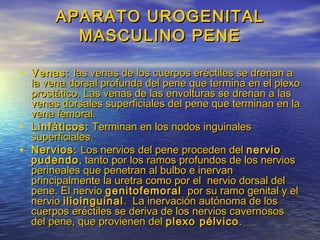 APARATO UROGENITALAPARATO UROGENITAL
MASCULINO PENEMASCULINO PENE
• Venas:Venas: las venas de los cuerpos eréctiles se drenan alas venas de los cuerpos eréctiles se drenan a
la vena dorsal profunda del pene que termina en el plexola vena dorsal profunda del pene que termina en el plexo
prostático. Las venas de las envolturas se drenan a lasprostático. Las venas de las envolturas se drenan a las
venas dorsales superficiales del pene que terminan en lavenas dorsales superficiales del pene que terminan en la
vena femoral.vena femoral.
• Linfáticos:Linfáticos: Terminan en los nodos inguinalesTerminan en los nodos inguinales
superficiales.superficiales.
• Nervios:Nervios: Los nervios del pene proceden delLos nervios del pene proceden del nervionervio
pudendopudendo, tanto por los ramos profundos de los nervios, tanto por los ramos profundos de los nervios
perineales que penetran al bulbo e inervanperineales que penetran al bulbo e inervan
principalmente la uretra como por el nervio dorsal delprincipalmente la uretra como por el nervio dorsal del
pene. El nerviopene. El nervio genitofemoralgenitofemoral por su ramo genital y elpor su ramo genital y el
nervionervio ilioinguinalilioinguinal . La inervación autónoma de los. La inervación autónoma de los
cuerpos eréctiles se deriva de los nervios cavernososcuerpos eréctiles se deriva de los nervios cavernosos
del pene, que provienen deldel pene, que provienen del plexo pélvicoplexo pélvico..
 